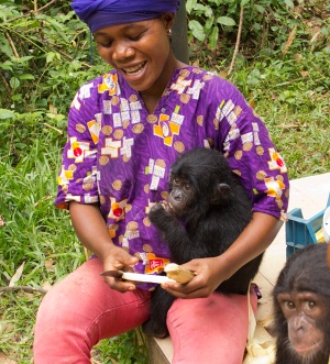 Ndjili arrived in March 2013 to Lola ya Bonobo sanctuary
