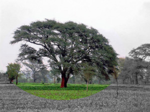 faidherbia albida