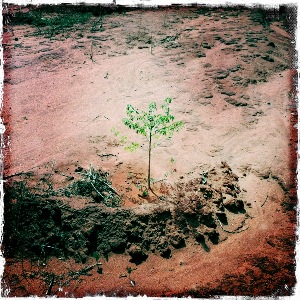 Mukau sapling, Kiambere, Kenya. Photo by Flore de Préneuf