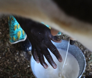 Priscilla milks one of the household's 6 cows