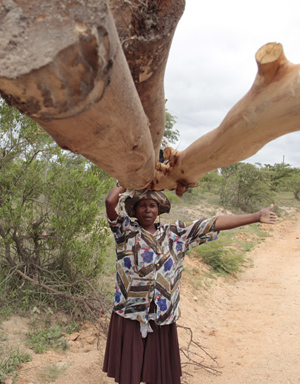 Woman carrying eucalyptus poles, photo Flore de Preneuf